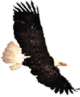 Soaring eagle logo.
