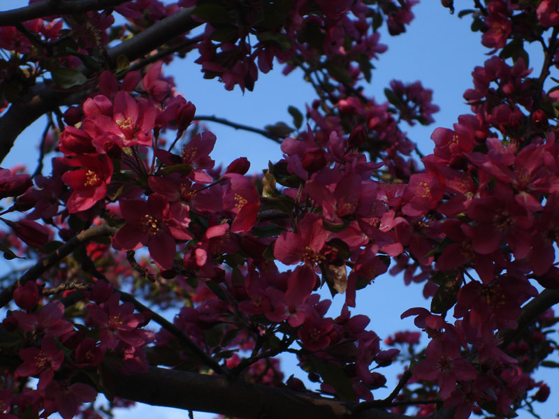 crab apple blooms in NW Oklahoma