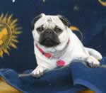 Duchess Rose - The Boss & Editor 